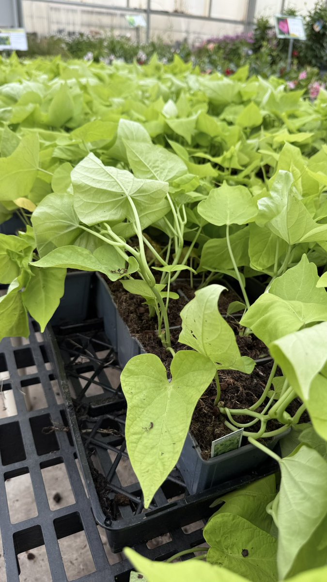 SmithsGTown's tweet photo. New shipment goodies just came in, and there’s a lot to look at. 🌿
Hibiscus for those big bold blooms 🌺, sweet potato vine ready to spill out of your pots 🍃, plus lavender and rosemary that smell as good as they look.💜🌱 We’ve also got fresh salvia in, perfect for adding color and bringing in the pollinators. 🐝🦋
If you’ve been thinking about planting something new, this is a good time to come see what’s here! 👀(View our Facebook to see everything received in.)