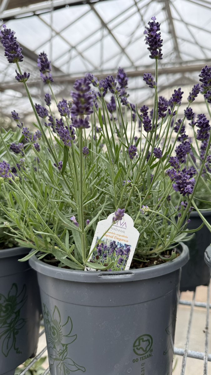 SmithsGTown's tweet photo. New shipment goodies just came in, and there’s a lot to look at. 🌿
Hibiscus for those big bold blooms 🌺, sweet potato vine ready to spill out of your pots 🍃, plus lavender and rosemary that smell as good as they look.💜🌱 We’ve also got fresh salvia in, perfect for adding color and bringing in the pollinators. 🐝🦋
If you’ve been thinking about planting something new, this is a good time to come see what’s here! 👀(View our Facebook to see everything received in.)