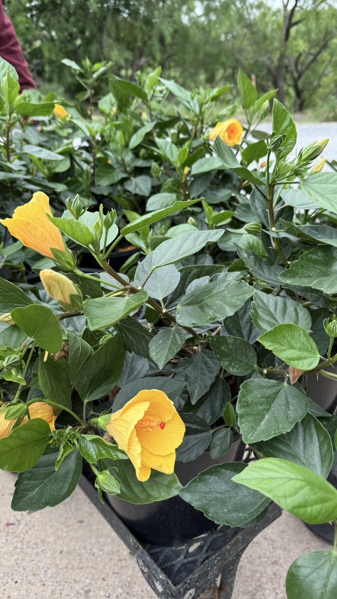 SmithsGTown's tweet photo. New shipment goodies just came in, and there’s a lot to look at. 🌿
Hibiscus for those big bold blooms 🌺, sweet potato vine ready to spill out of your pots 🍃, plus lavender and rosemary that smell as good as they look.💜🌱 We’ve also got fresh salvia in, perfect for adding color and bringing in the pollinators. 🐝🦋
If you’ve been thinking about planting something new, this is a good time to come see what’s here! 👀(View our Facebook to see everything received in.)
