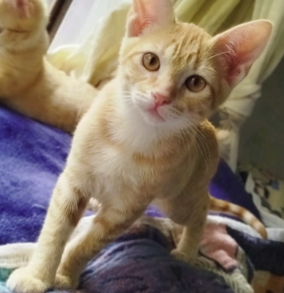 Gatos en adopcion tweet media