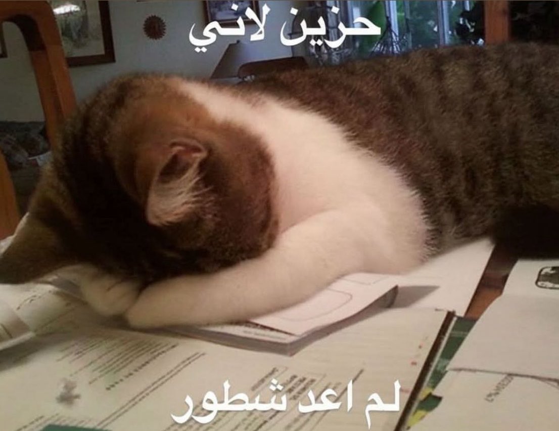 Hhan113's tweet photo. ابي اتخرج لأن ماكو طاقة أكمل المشوار https://t.co/xDHI4InaZt