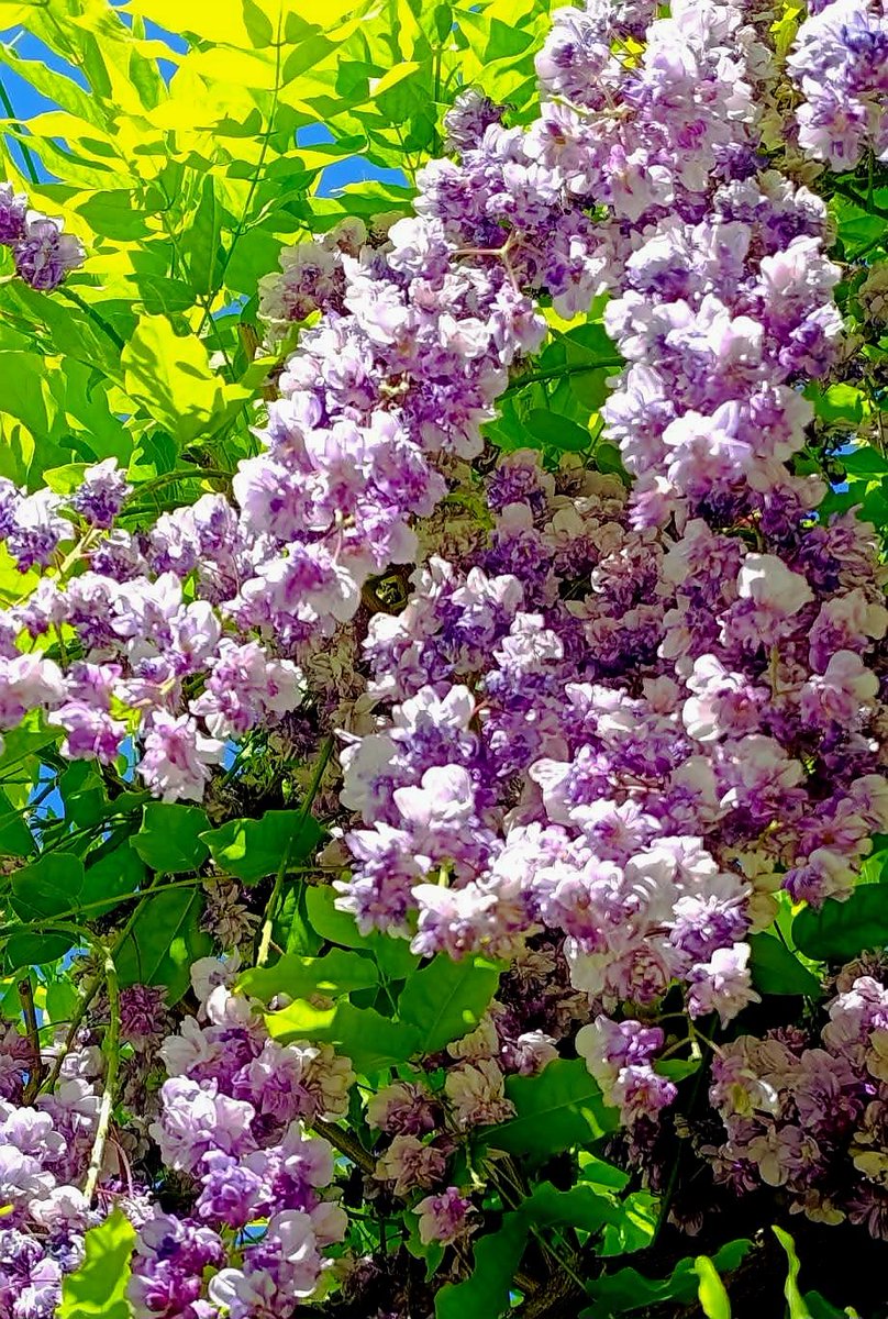 2024Jade606's tweet image. ... se vuoi sapere quanto sei ricco, lascia cadere una lacrima e aspetta di vedere quante mani arrivano ad asciugarla... 
#Colori a @CasaLettori 
#fotografia