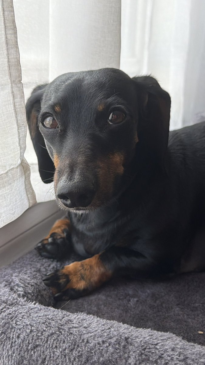DeannaW1012's tweet image. Miss Precious relaxing by the window 🩷
#dachshunds