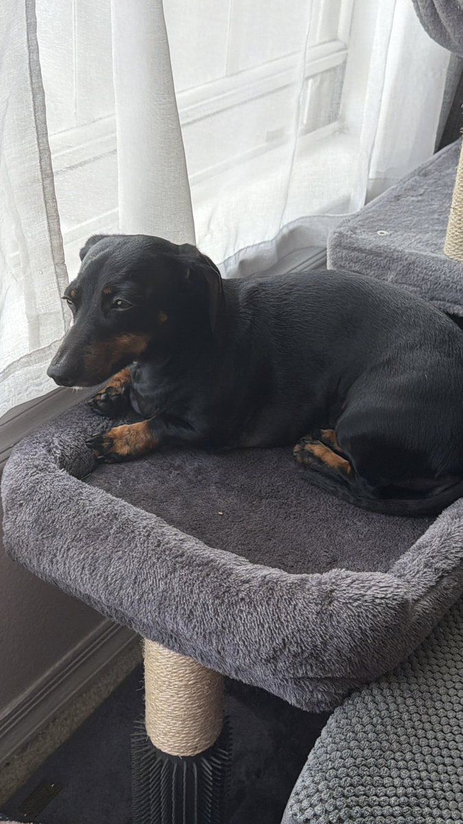DeannaW1012's tweet image. Miss Precious relaxing by the window 🩷
#dachshunds