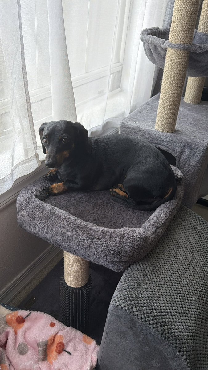 DeannaW1012's tweet image. Miss Precious relaxing by the window 🩷
#dachshunds