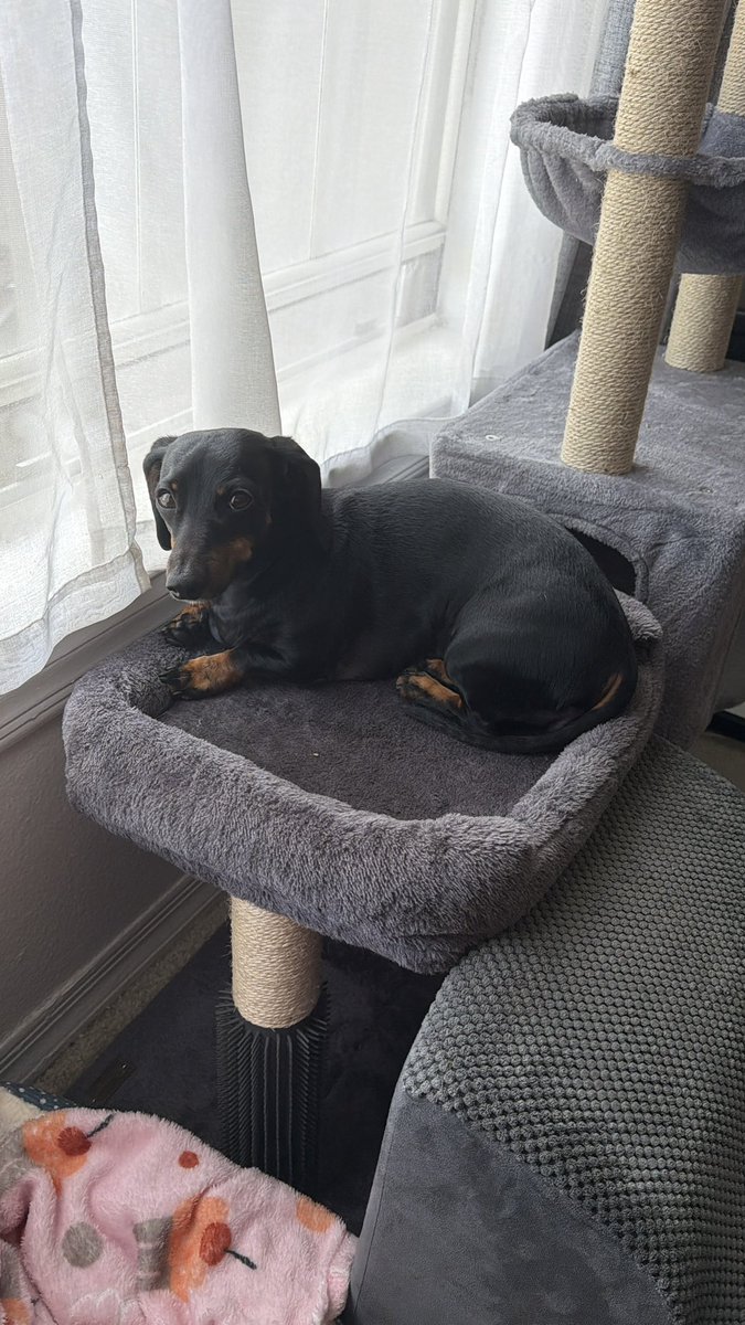 DeannaW1012's tweet image. Miss Precious relaxing by the window 🩷
#dachshunds