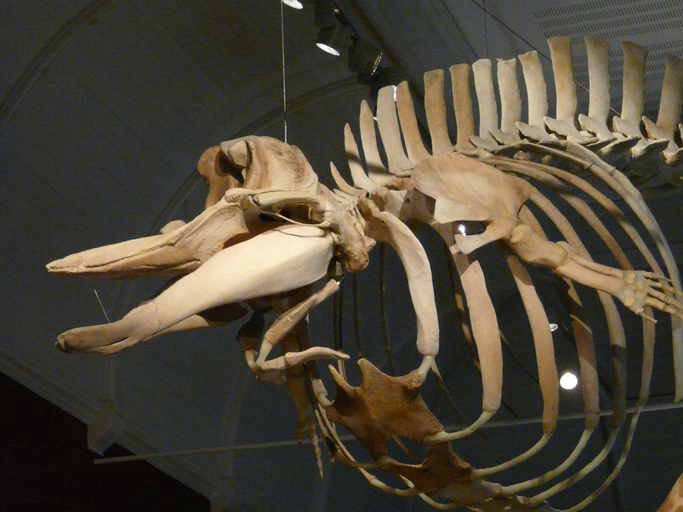 Ausarchosaur tweet media