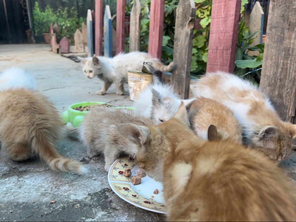 RescueCare's tweet photo. Any assistance is greatly appreciated and a mercy in extending a helping hand and supporting🫂🙏 those who have no voice amidst the difficult circumstances we are going through in my sad city of Gaza.🐾💔
PayPal: https://t.co/Lzv7nazr6v
GFM: https://t.co/MKk58SRPaQ
 #Gaza #hope #Animal_rescue #cat