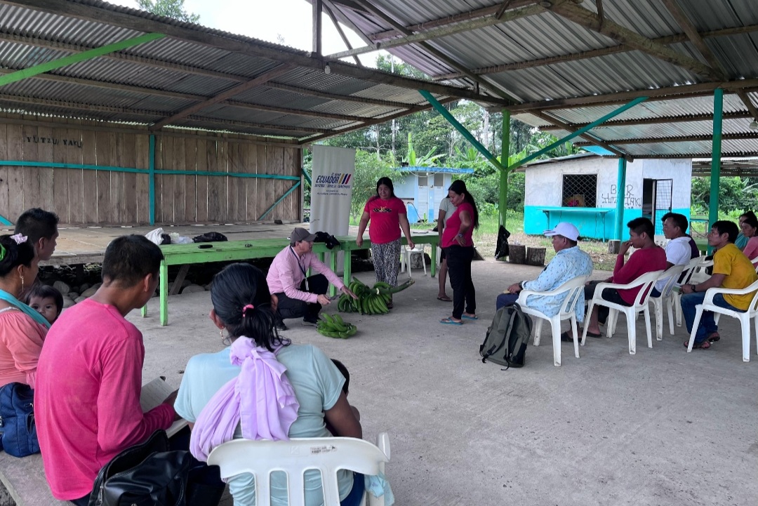 #Orellana |productores del cantón El Coca, participaron en un taller técnico sobre cosecha y poscosecha de plátano barraganete, para fortalecer el cumplimiento de estándares de calidad para la comercialización, generando oportunidades en el sector productivo local #ElNuevoEcuador