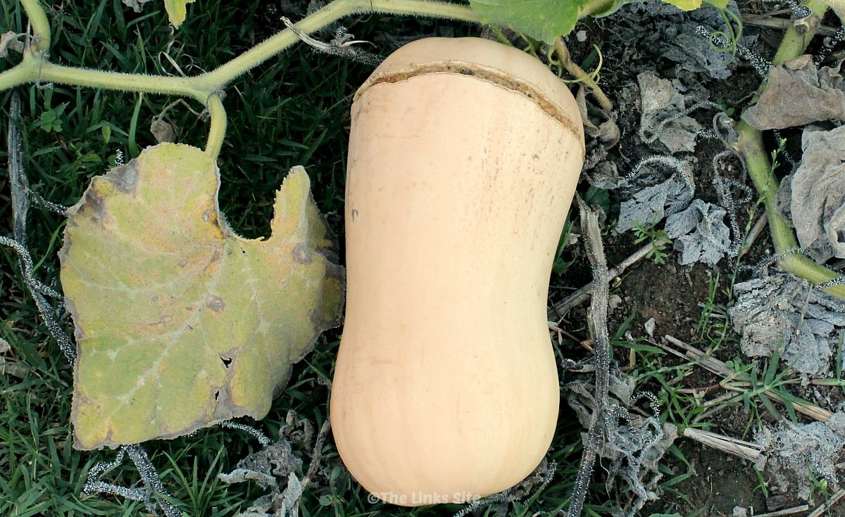 the_links_site's tweet image. Here are some tips to help you avoid having your butternuts split! bit.ly/2xb8iQo #gardens #squash #growyourownfood #vegetablegardens