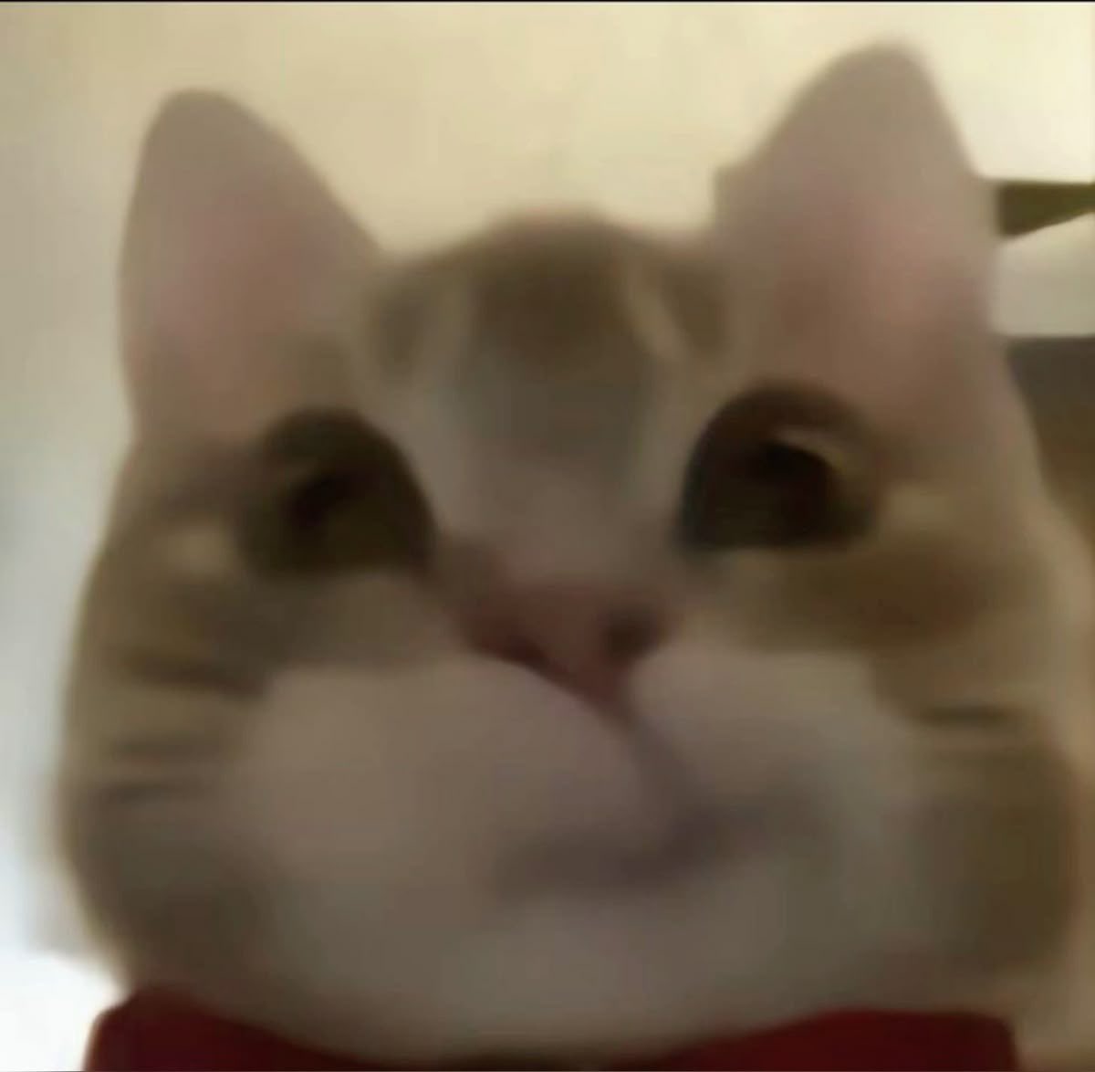 sofi 𖦹✧˖*° tweet media