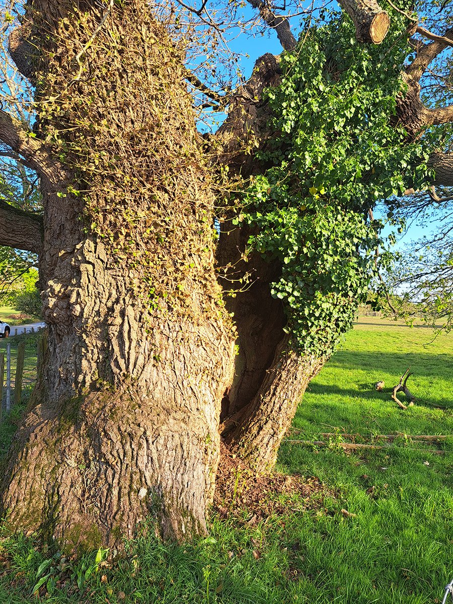 NewForestNPA's tweet photo. 👑 The Queen Oak near Ringwood, estimated to be around 650–700 years old, is one of the Forest’s oldest residents.

Thanks to a brilliant community effort, she’s been given a new lease of life with some careful interventions. Neighbouring trees have been pruned to let in more light, and protective 'dragon’s teeth' installed to prevent soil compaction around her roots. Her ancient branches have also been gently braced to protect her from storm damage and her trunk splitting in two.

��� Standing since the 1300s, she’s more than just a tree. She’s part of our heritage.... as well as a living habitat supporting hundreds of species.
Find out more: https://t.co/dJBqVyBjoC 
Huge thanks to the following for helping to save her:

@TheTreeCouncil; The Tree Management Company in Ringwood; @Savills; Ellingham, Harbridge & Ibsley Parish Council; East Devon Tree Care Ltd; Kairos Philanthropy

#NewForest #NationalPark #Trees #AncientTrees #Ringwood #Oak