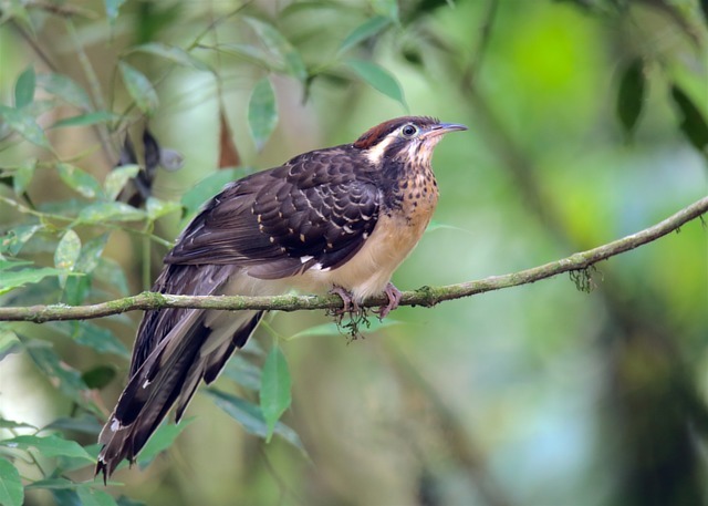 🇧🇷Peixe-frito
🌎Dromococcyx phasianellus
Conservação: Pouco Preocupante

O peixe-frito (Dromococcyx phasianellus) é uma ave  cuculiforme da família Cuculidae. Também conhecido como papa-sebo, saci-da-mata ou saci-faisão.

📷 Herculano Neto