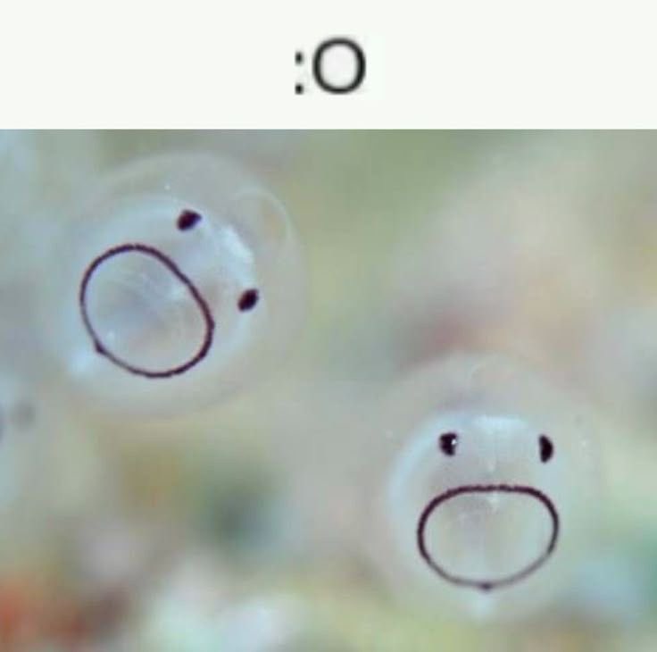 fishious tweet media