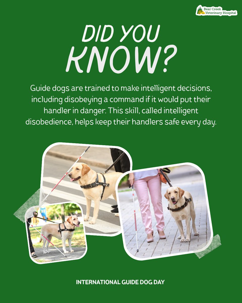 bearcreekveth's tweet image. Did you know guide dogs are trained to think for themselves? 🦮💡

They learn when to stop, wait, or redirect—even if it means ignoring a command—to keep their handler safe.

#DidYouKnow #InternationalGuideDogDay