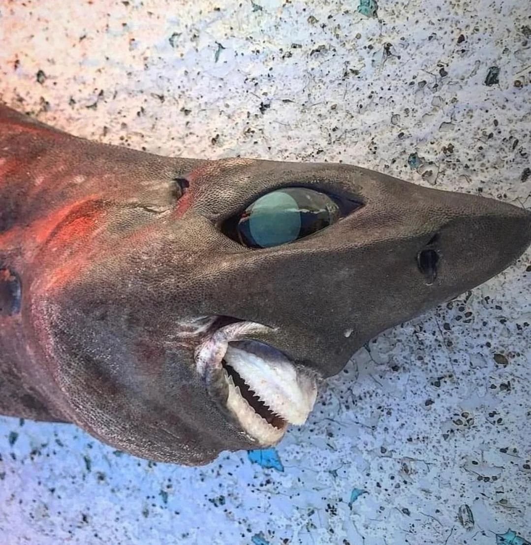AMAZlNGNATURE's tweet photo. Deep sea creatures look straight up alien. https://t.co/JUGmtnh1vl
