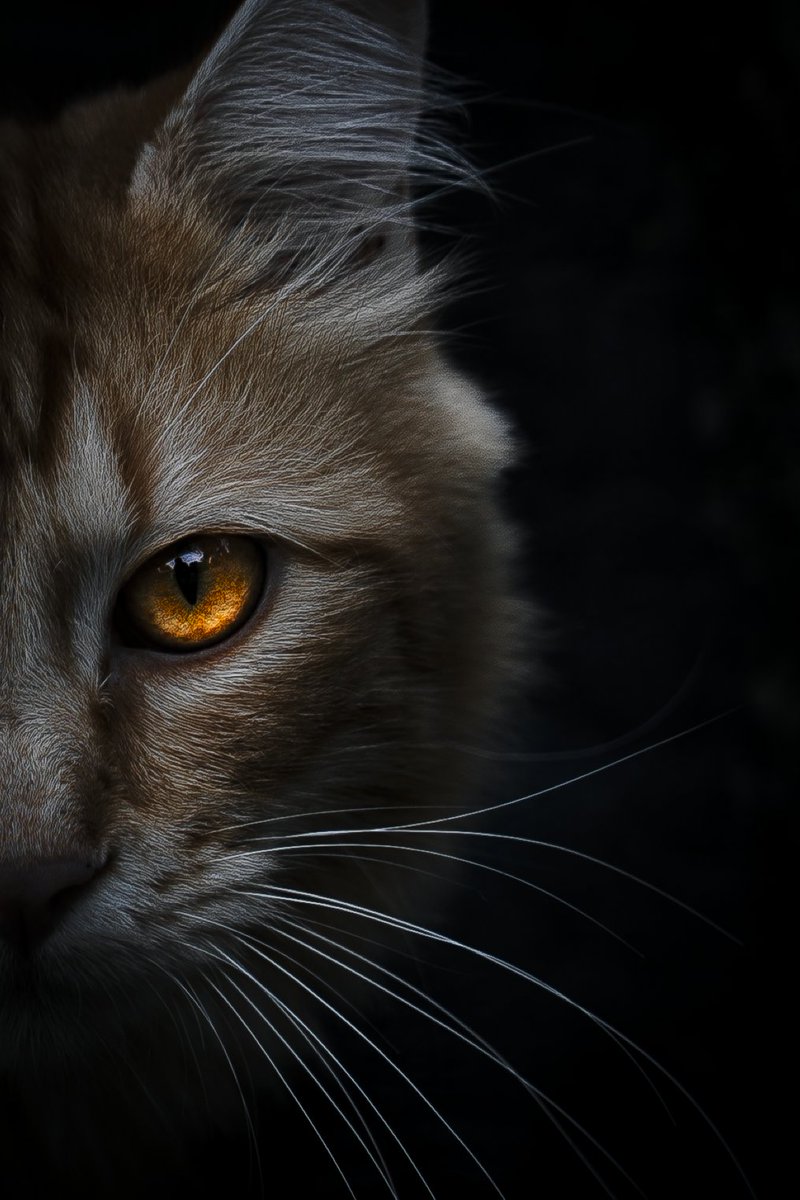 RyvoxFN's tweet photo. 😺📸 https://t.co/d3jJD20GY6