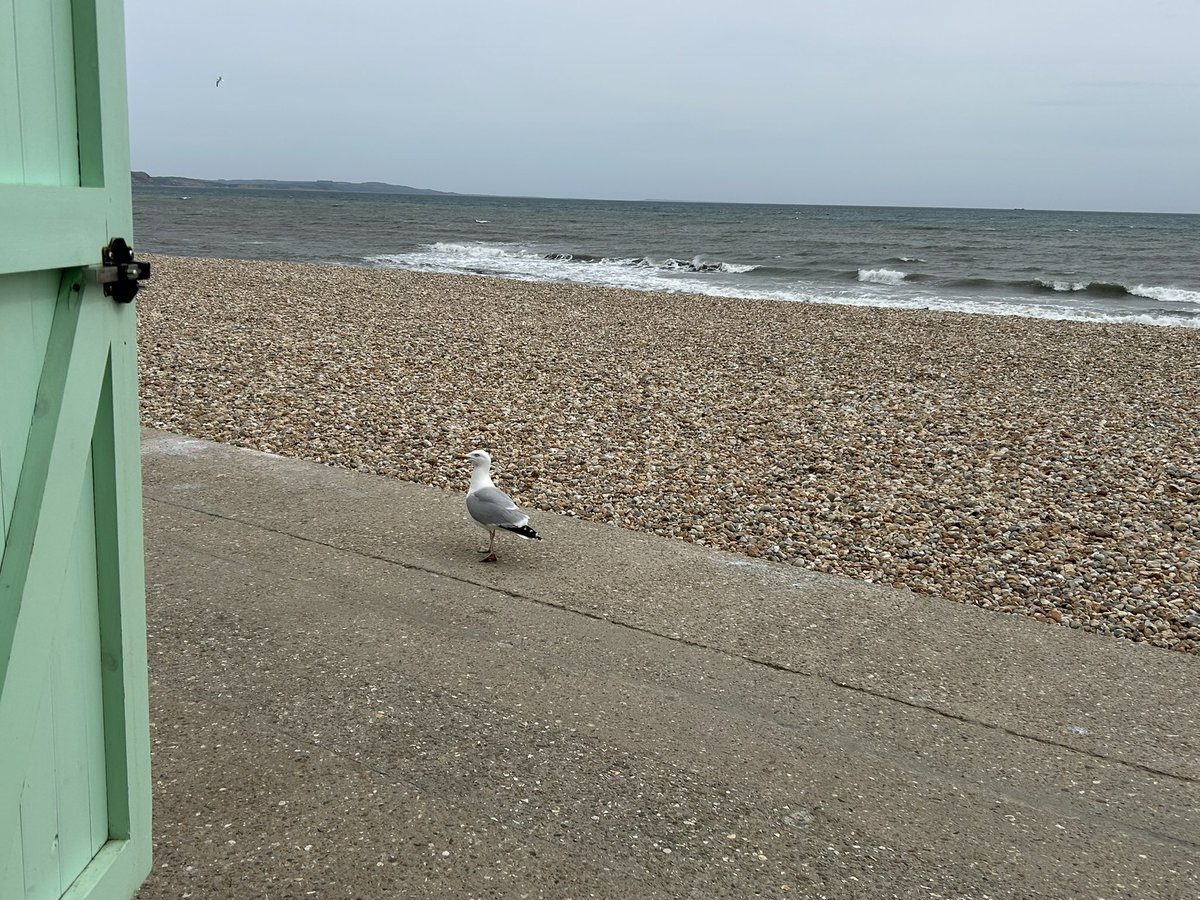 zoeapatrick's tweet image. Sunny but breezy in Lyme Regis today but seagulls still happy to steal your lunch #seaside #beach #seagull