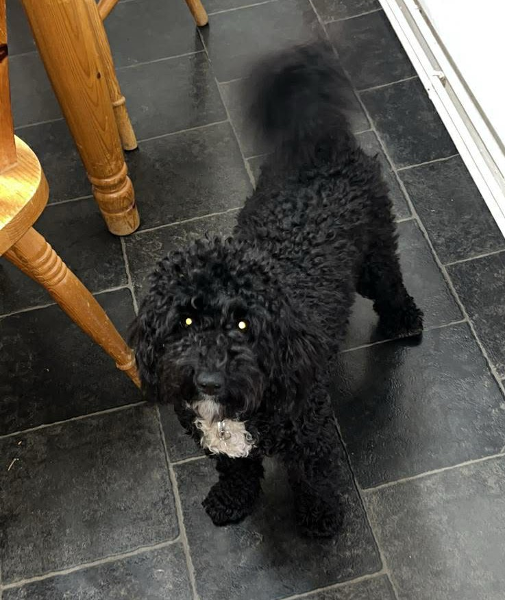 millypod1's tweet image. 🆘24 APR 2026 #Lost Alice #ScanMe #PUPPY
YOUNG Black &amp;amp; White Cockerpoo Female
South Street #LongEaton #Nottingham #NG10
Escaped from friends house when door opened then ran onto trainlines Meadow Lane to Attenborough.
doglost.co.uk/dog/203034