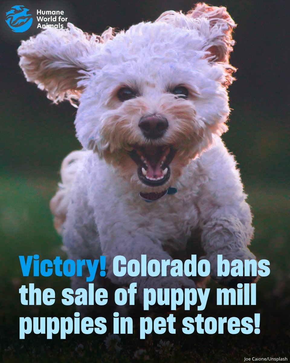 Humane World for Animals tweet media