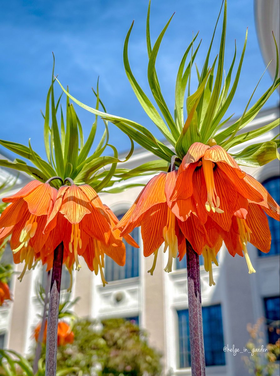 gardeninNorway's tweet image. Fritillaria imperialis, also known as Kaiser’s crown, growing in a botanical garden near us 😍
#SpringVibes #nature #NaturePhotography #gardening #gardens #Norway  #FlowersOnX #GardeningX  #NaturePhoto