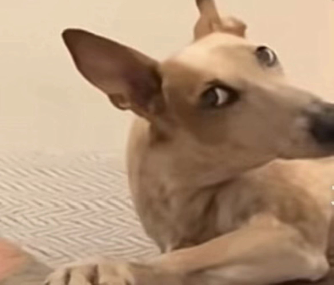 JupiterPlinit tweet media