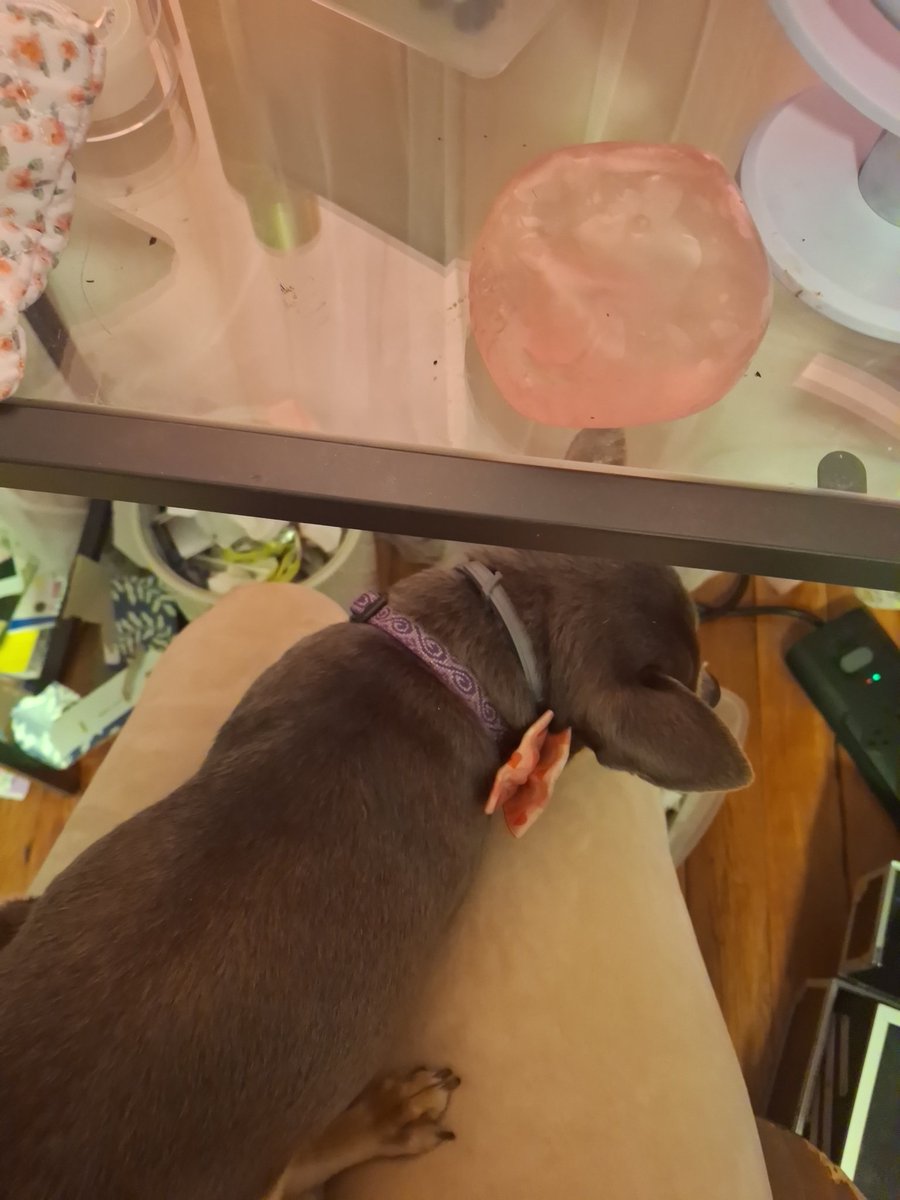 trollsGOD67's tweet image. binx 👍 #binx