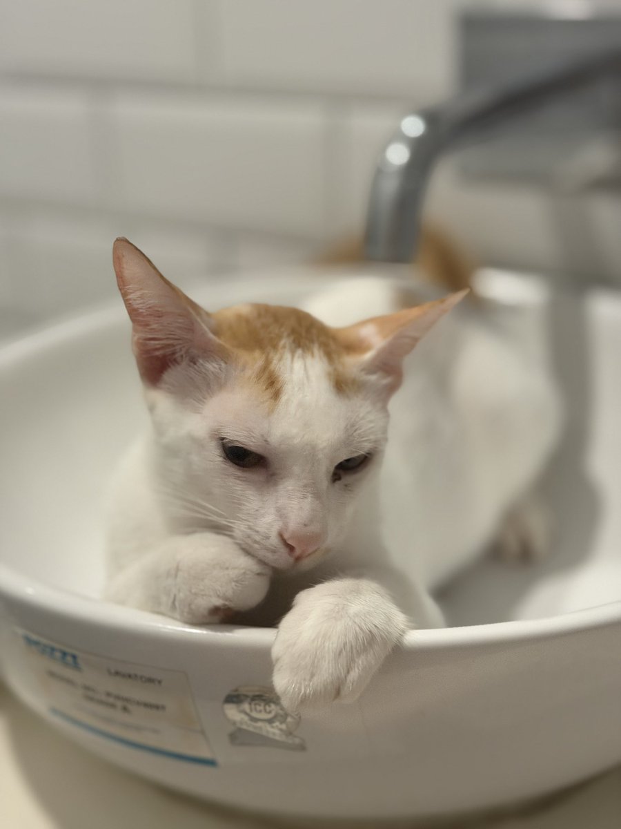 Another one of our rescues. He beat death twice. He had the most expensive Vet clinic fees.

That’s why he’s getting 2 names - Mister Phoenix 🤍🧡￼