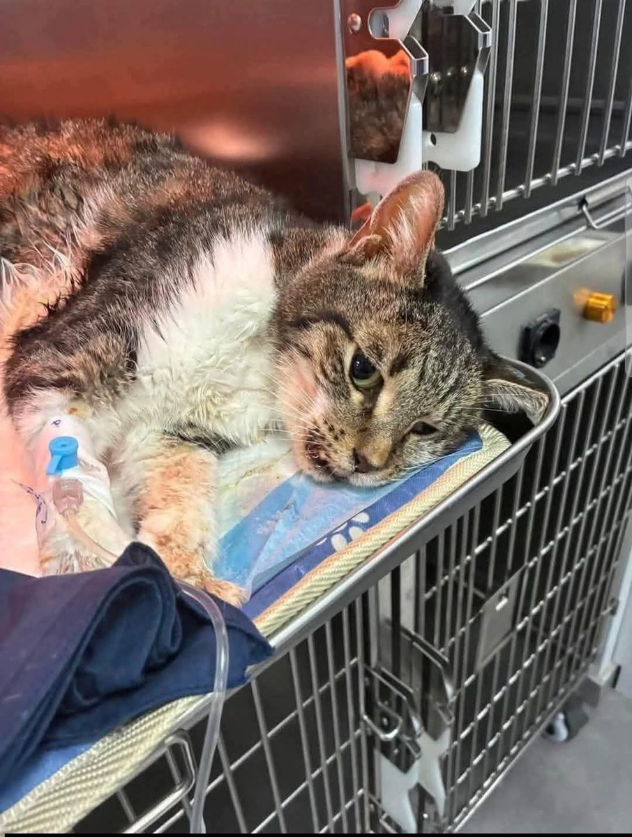 Kristina Bolten tweet media