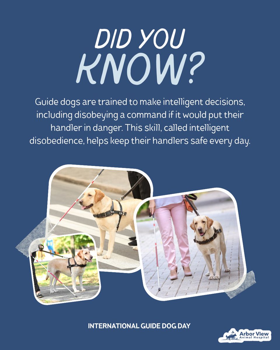 ArborViewAH's tweet image. Did you know guide dogs are trained to think for themselves? 🦮💡 Through specialized training, guide dogs learn when it is safer to stop, wait, or redirect, even if it means ignoring a command. 
#DidYouKnow #InternationalGuideDogDay