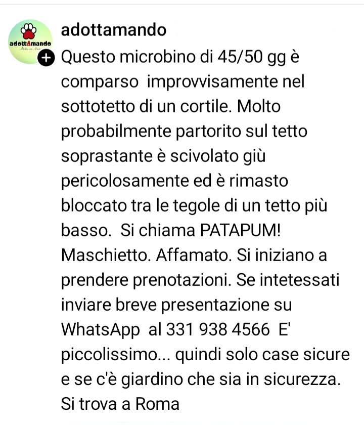 marcob0873's tweet photo. 😻🙏🏻😻🙏🏻😻🙏🏻😻🙏🏻😻🙏🏻😻
Guardate quanto è bello questo micetto di nome Patapum
Aiutiamolo a cercare una famiglia a cui donare tantissime fusa
🐾💖🐾💖🐾💖🐾💖🐾💖🐾 https://t.co/ewiSFkToyv