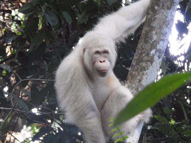 Apetimus Primate tweet media