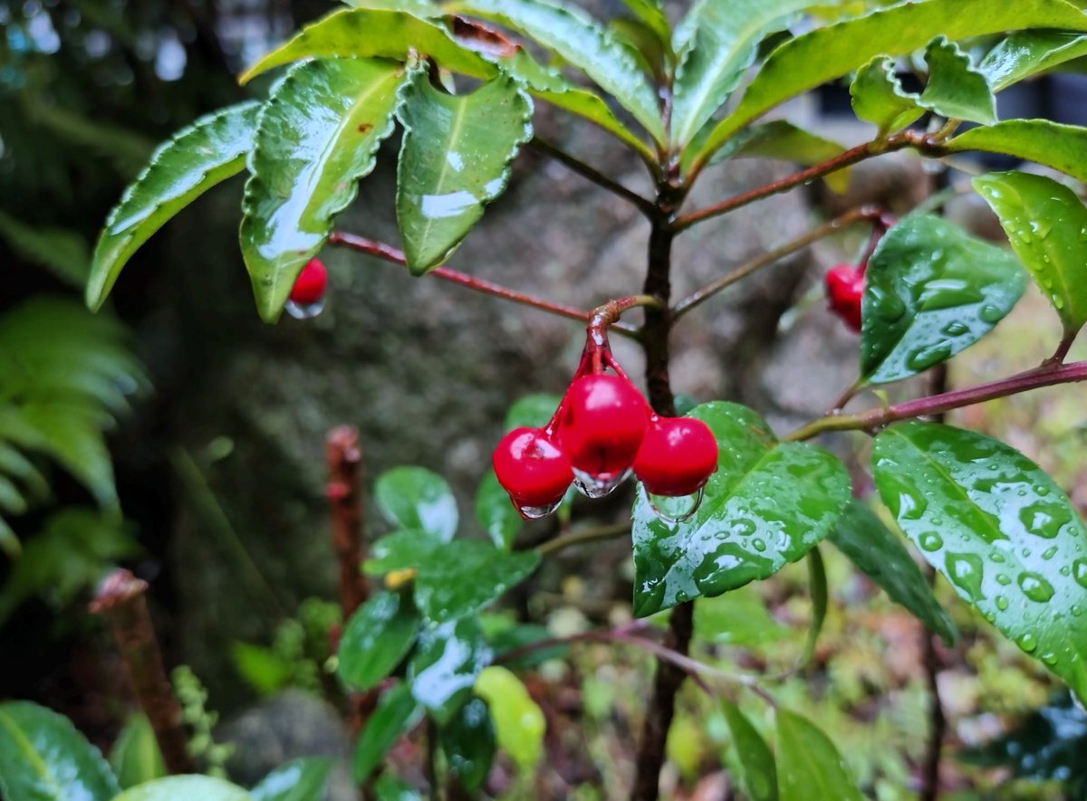 ᤊふⳣぷﾅ ̵̲ᘄ() tweet media