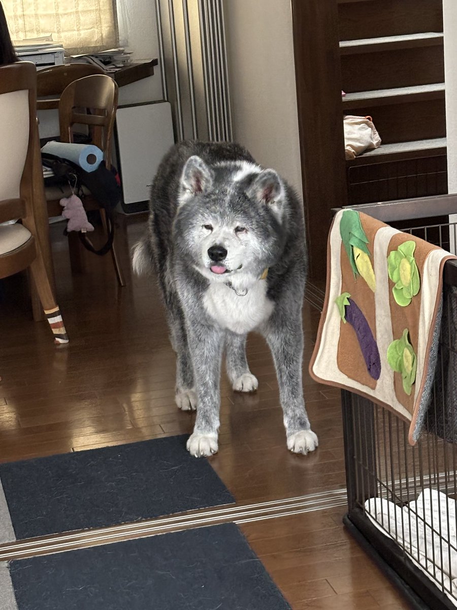 犬かわいがり屋さん tweet media