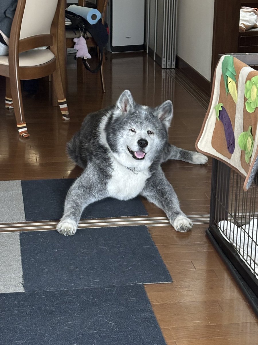 犬かわいがり屋さん tweet media