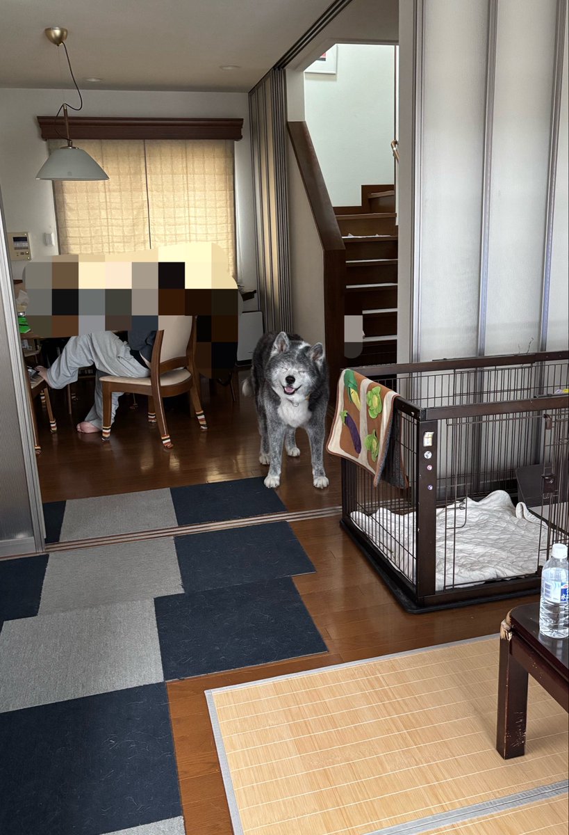 犬かわいがり屋さん tweet media