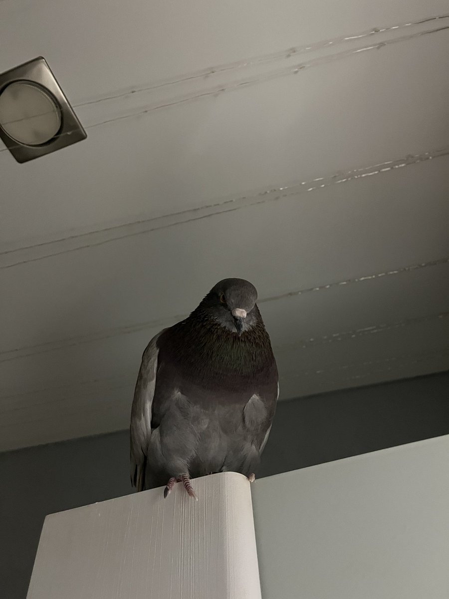 зоди🕊️ tweet media