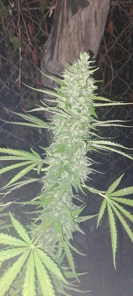 TammyZapam tweet media