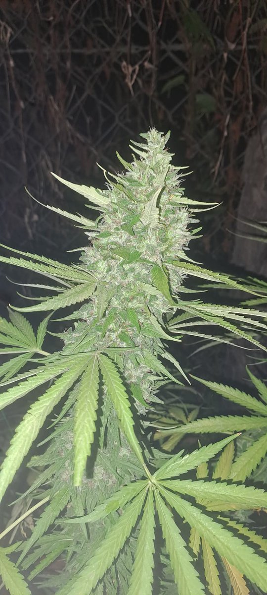 TammyZapam tweet media