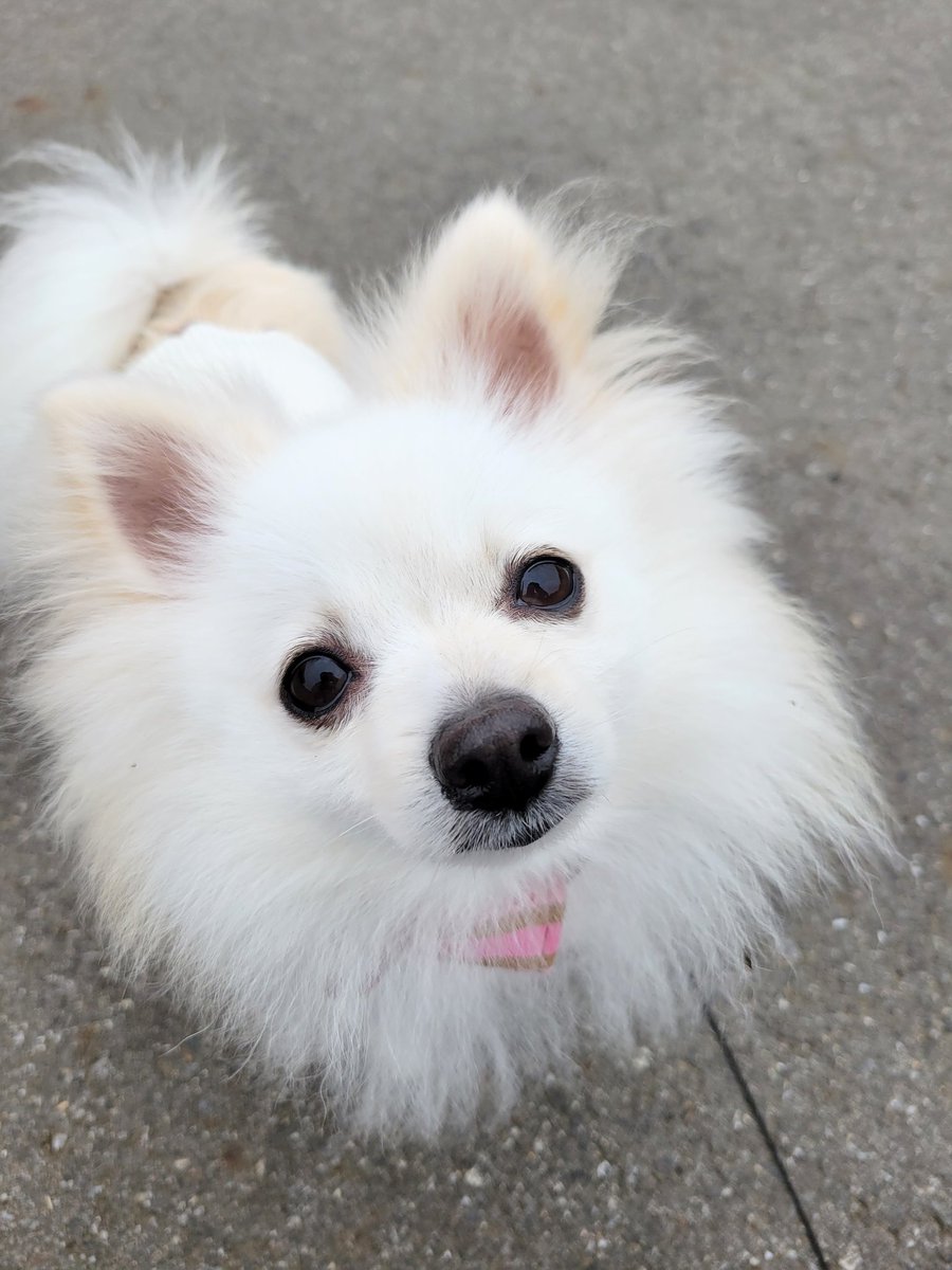 matatsu11's tweet photo. 朝の散歩は、公園へ
モコは、疲れたみたい🤭
#ポメラニアン
#犬のいる暮らし https://t.co/FrVEo272dj