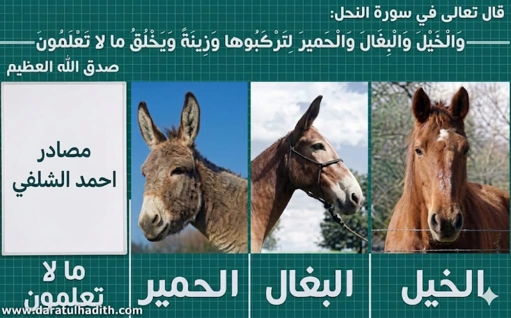 رشاد الصوفي tweet media