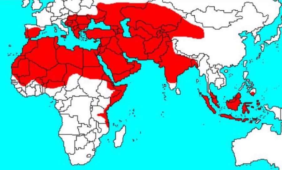 Estas son las tierras que fueron conquistadas o gobernadas por musulmanes.

Millones fueron asesinados. Cientos de miles fueron esclavizados. Varias culturas y civilizaciones indígenas fueron aniquiladas.

Los musulmanes inventaron el colonialismo siglos antes que los europeos.