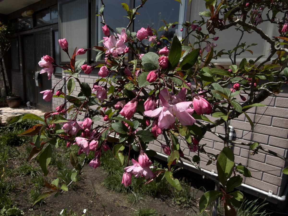 ジィジ🍀 tweet media