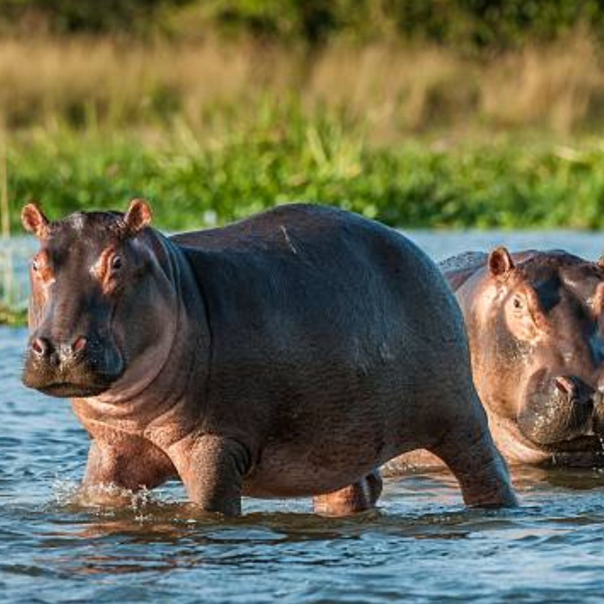 Enséñame de Ciencia tweet media