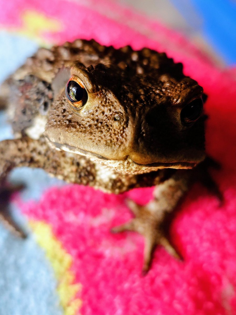 lunapy0ko's tweet photo. なんかそろそろニンゲンは家にいられるって聞いたけど🐸？
（仕事行ってくるね） https://t.co/hGCFZEsrlT