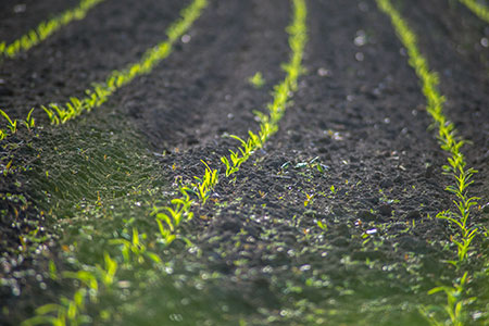 CeRDI_FedUni's tweet image. Turning data into trust: building Australia’s soil knowledge future - In January, CeRDI Senior Research Fellow Dr Alison Ollerenshaw delivered a university wide presentation to Federation’s Library Open Access Week program cerdi.edu.au/CeRDINewslette…

@FedUni_Research