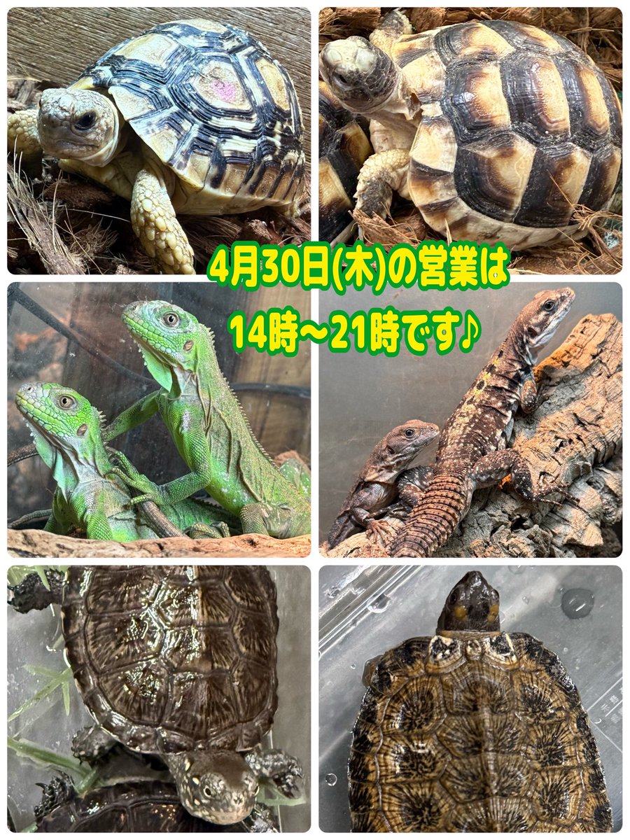 アクアショップMQ🐢4/25.26🎉ジャパンレプタイルズショーin東京出展✨ tweet media