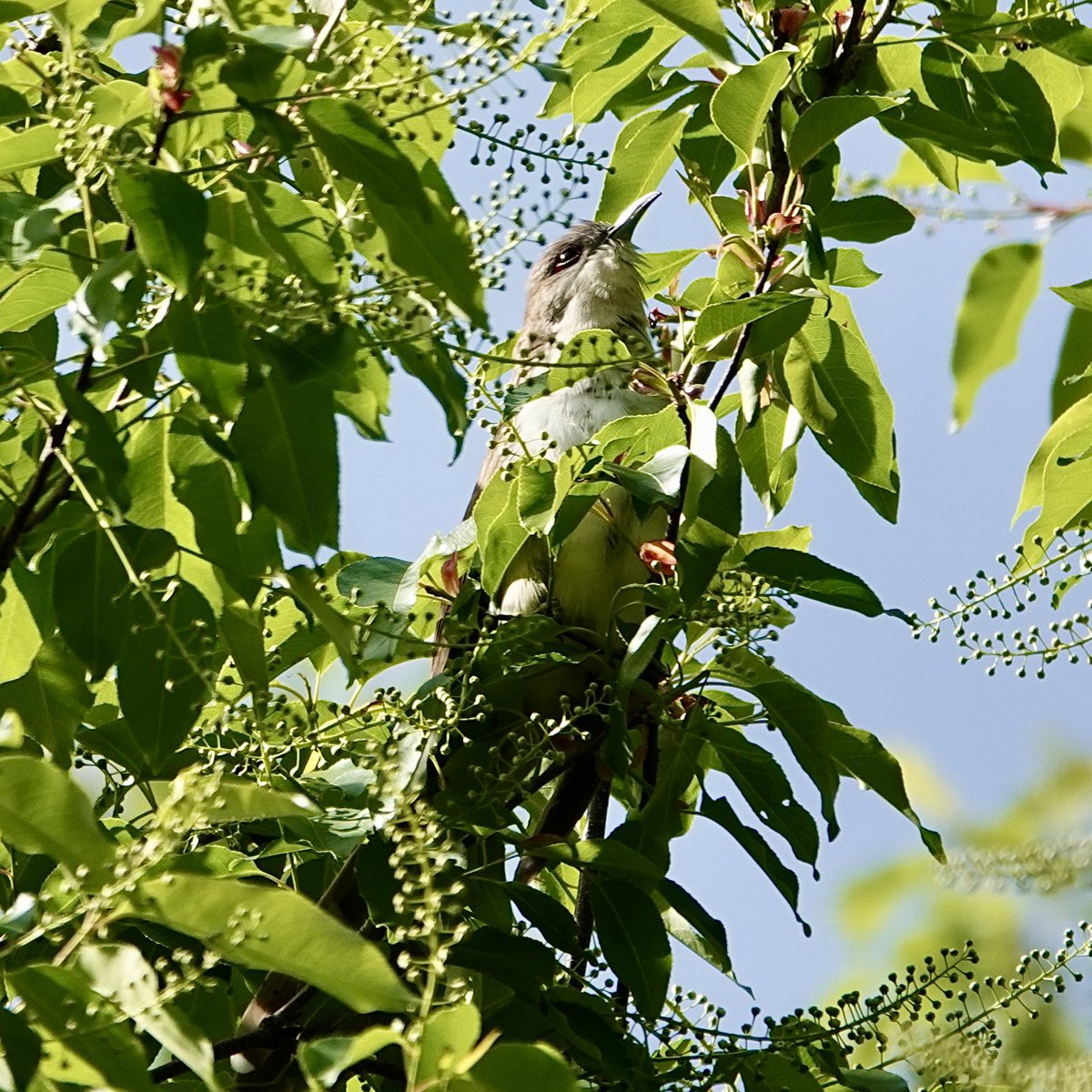 gigpalileo's tweet image. Black-billed Cuckoo
Today in the Ramble @CentralParkNYC 
#birdcpp
#birding
#birdwatching