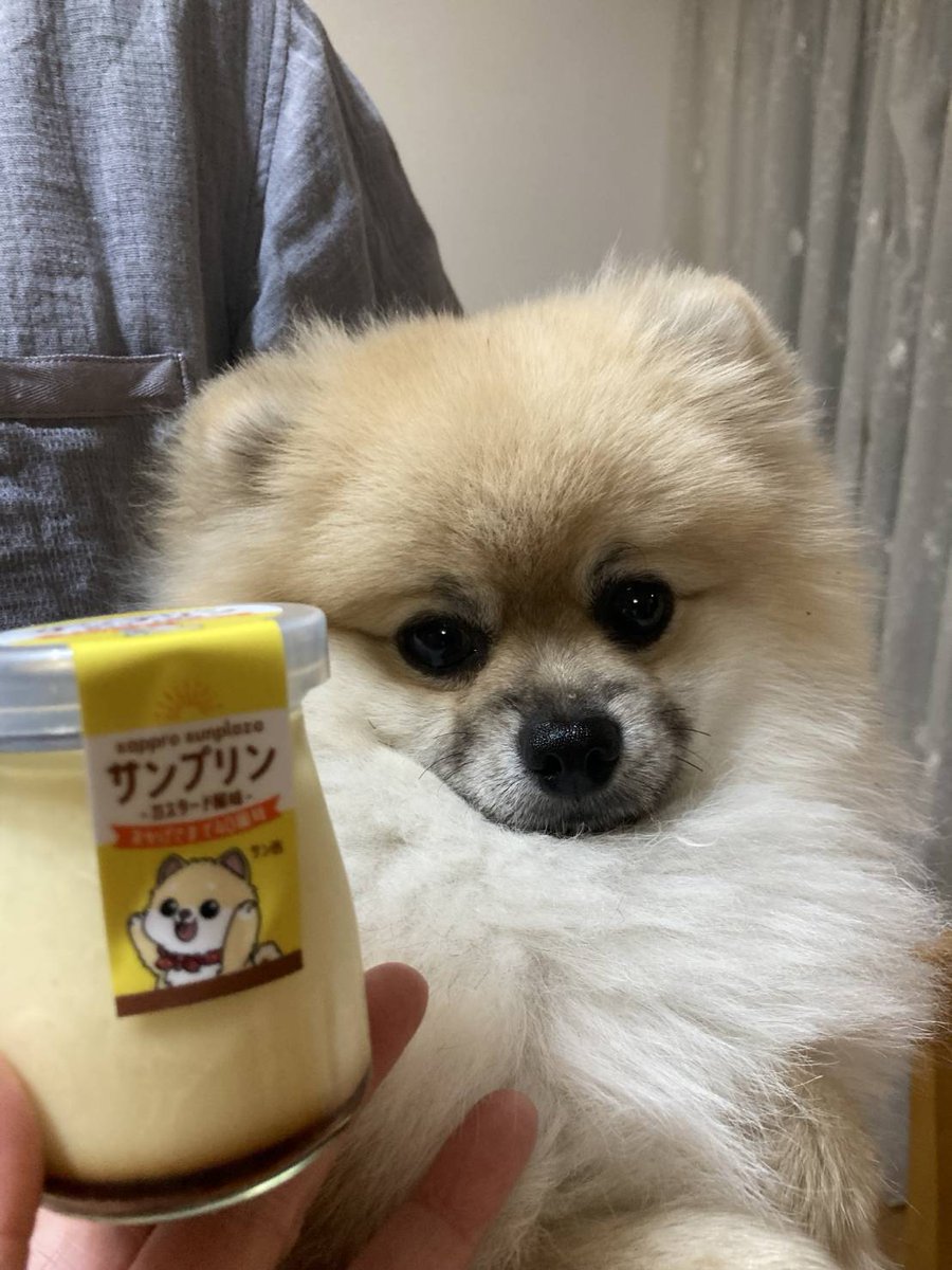 ポメ吉 ポメ吉 (@pomekichi065) / Posts / X