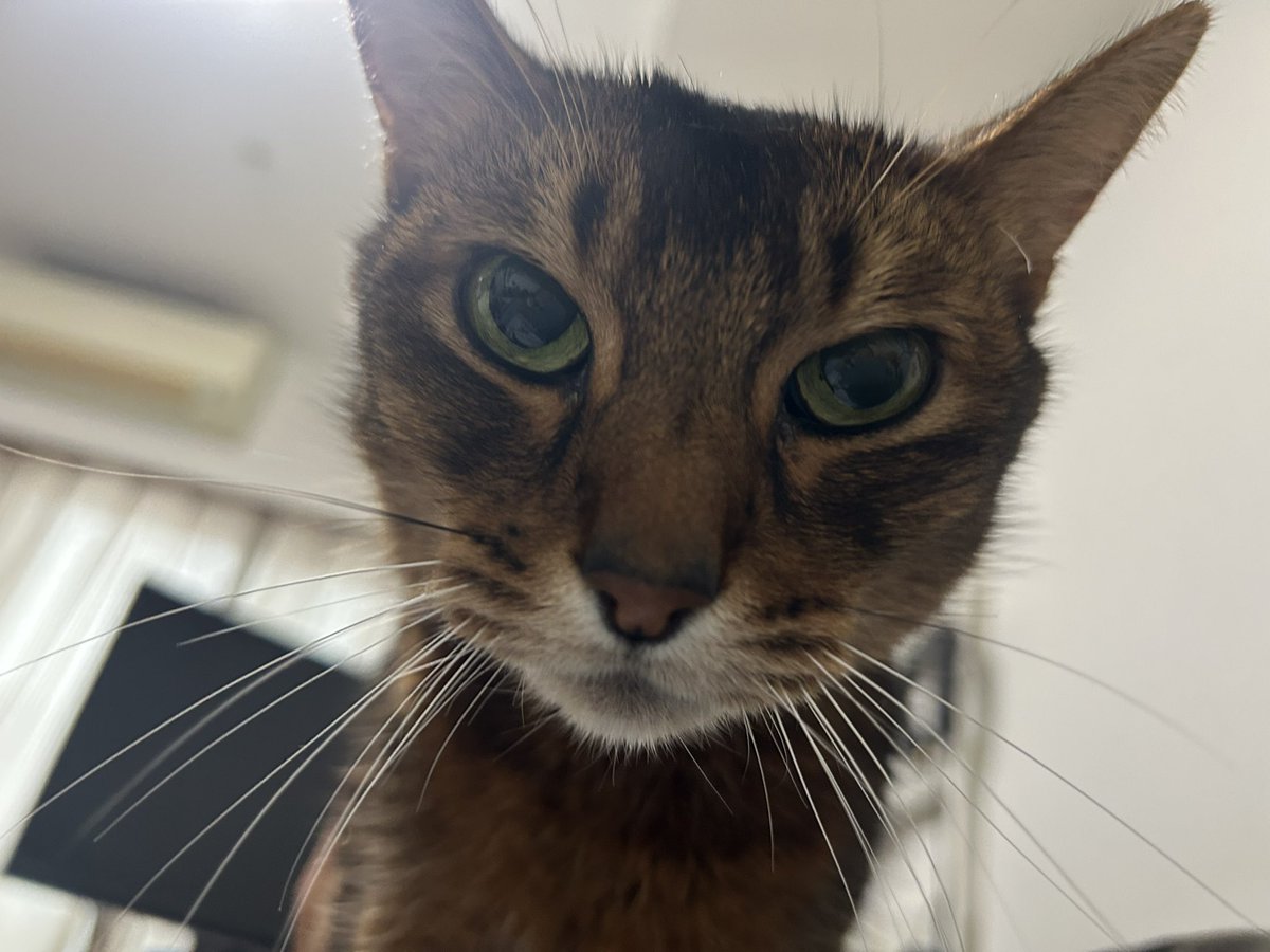 みだれねこ tweet media